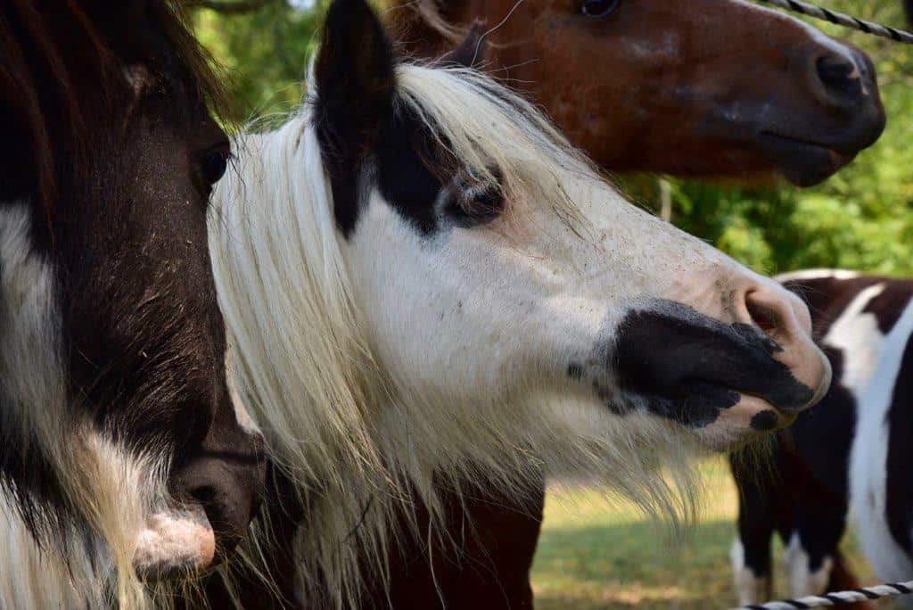 horse-faces